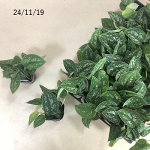観葉植物 スキンダプサス ピクタス アルギレウ...の詳細画像3