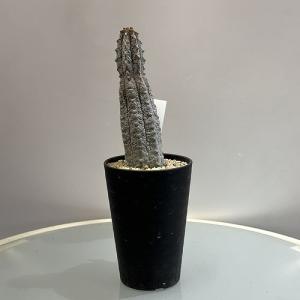 多肉植物 ユーフォルビア アブデルクリ 3.5号 個体C レア 珍しい 希少