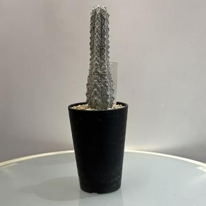塊根植物 選べるアデニア グラウカ(文福茶釜) 4号角鉢(現品