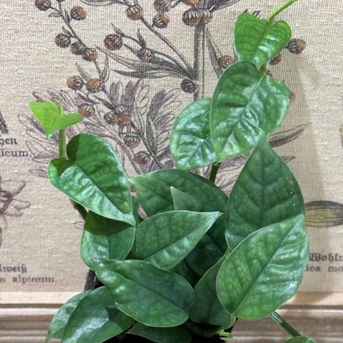スキンダプサス(スキンダプタス) ミニグリーン 2.5号ロングポット　観葉植物 レア 珍しい 希少種...