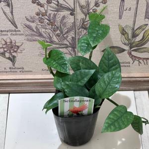 スキンダプサス(スキンダプタス) ミニグリーン...の詳細画像1