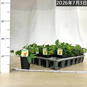 スキンダプサス(スキンダプタス) ミニグリーン...の詳細画像5