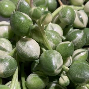 斑入りグリーンネックレス(マーブルネックレス) 3号　緑の鈴 多肉植物 オシャレ かわいい カワイイ インテリア グリーンネックス斑入り【上級者向き】