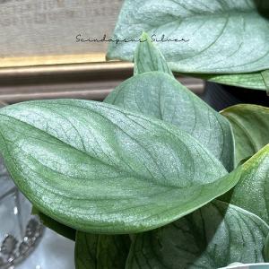 【専用】リプサリス✳︎さま プセウドリプサリス・ラムローサ (Pseudorhipsalis ramulosa