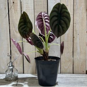 大特価 大放出 観葉植物 アロカシア クプレア(...の商品画像