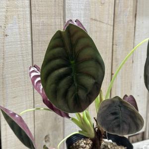 大特価 大放出 観葉植物 アロカシア クプレア...の詳細画像1