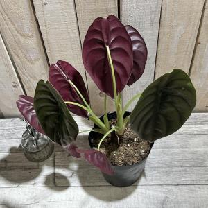 大特価 大放出 観葉植物 アロカシア クプレア...の詳細画像2