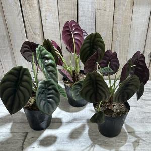 大特価 大放出 観葉植物 アロカシア クプレア...の詳細画像3