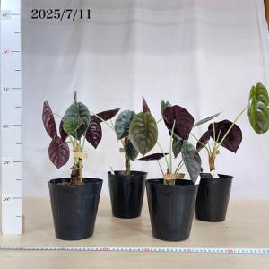 大特価 大放出 観葉植物 アロカシア クプレア...の詳細画像4