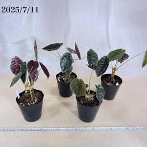 大特価 大放出 観葉植物 アロカシア クプレア...の詳細画像5