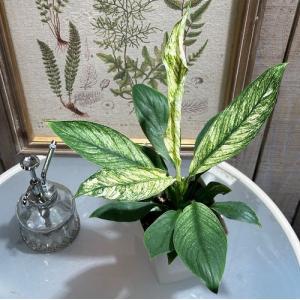 アロカシア アマゾニカ ミント斑入り 2.5号 幼苗 ネガミエル Alocasia