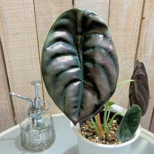 観葉植物 アロカシア クプレア 4号 インテリア...の商品画像