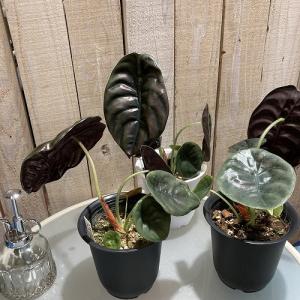 観葉植物 アロカシア クプレア 4号 インテリ...の詳細画像1