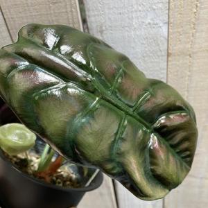 観葉植物 アロカシア クプレア 4号 インテリ...の詳細画像2