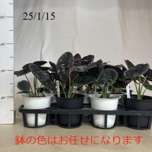 観葉植物 アロカシア クプレア 4号 インテリ...の詳細画像3