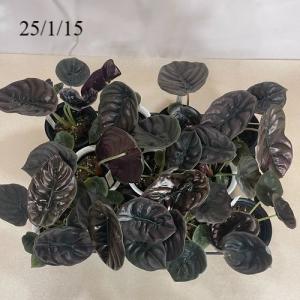 観葉植物 アロカシア クプレア 4号 インテリ...の詳細画像4