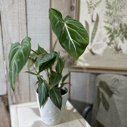 観葉植物　フィロデンドロン グロリオーサム(グロリオサム/グロリオスム) 4号プラ鉢付き(個体おまか...