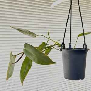 観葉植物　フィロデンドロン アタバポエンセ 吊り　インテリア オシャレ カワイイ 可愛い 室内