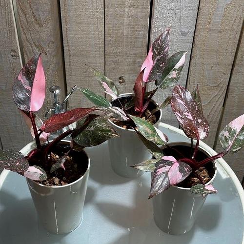 【訳あり葉傷みあり】観葉植物　フィロデンドロン マーブルピンクプリンセス ギャラクシー 4号(お任せ...