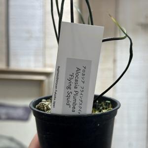 観葉植物 アロカシア フライングスクイッド 2...の詳細画像2