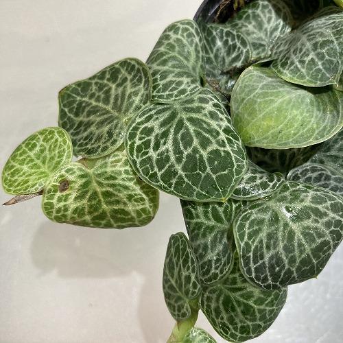 ラフィドフォラ クリプタンサ 2.5号ポット(おまかせ1鉢)　観葉植物 インテリア カワイイ 可愛い...