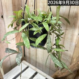 観葉植物 ポリシャス フルティコーサ バリエガータ 4吊り鉢(底穴なし