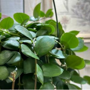 観葉植物 吊るす 吊り下げ エスキナンサス タ...の詳細画像3