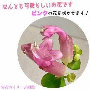 観葉植物 吊るす 吊り下げ エスキナンサス タ...の詳細画像4
