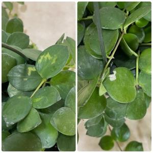 観葉植物 吊るす 吊り下げ エスキナンサス タ...の詳細画像5