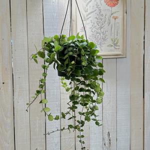 観葉植物 吊るす 吊り下げ エスキナンサス タ...の詳細画像2