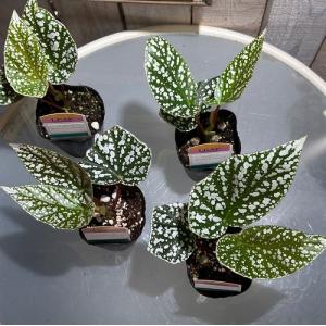 観葉植物 ベゴニア ホワイトアイス 2.5号 ...の詳細画像3
