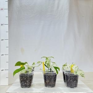 観葉植物 ピナツム マーブル 3号 インテリア...の詳細画像2