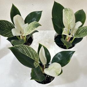観葉植物 フィロデンドロン バーキン 4号 白...の詳細画像3