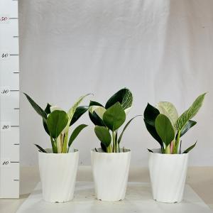観葉植物 フィロデンドロン バーキン 4号 白...の詳細画像4