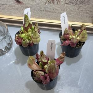 観葉植物　サラセニア プルプレア 2号ポット　インテリア オシャレ カワイイ 可愛い 室内｜LEAFS ヤフー店