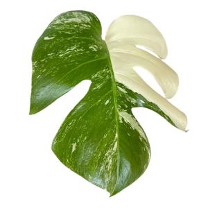 希少な大株 国内実生株 斑入り パキラ ミルキーウェイ 高さ126cm 7号鉢