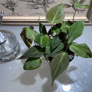 観葉植物 フィロデンドロン アンドレアナム(ビロ...の商品画像