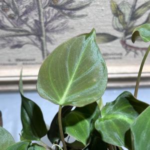 観葉植物 フィロデンドロン アンドレアナム(ビ...の詳細画像1