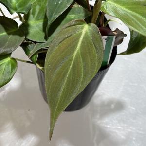 観葉植物 フィロデンドロン アンドレアナム(ビ...の詳細画像2