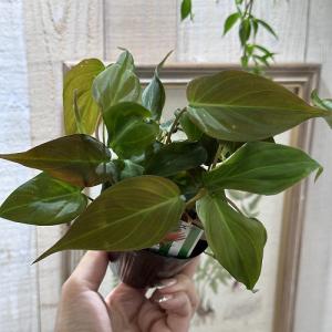観葉植物 フィロデンドロン アンドレアナム(ビ...の詳細画像3