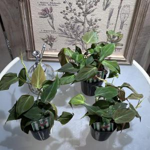 観葉植物 フィロデンドロン アンドレアナム(ビ...の詳細画像4