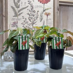 観葉植物 フィロデンドロン アンドレアナム(ビ...の詳細画像5