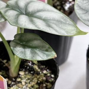 観葉植物 アロカシア シルバードラゴン 3号ロ...の詳細画像2