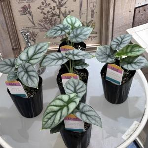 観葉植物 アロカシア シルバードラゴン 3号ロ...の詳細画像3
