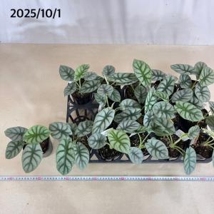 観葉植物 アロカシア シルバードラゴン 3号ロ...の詳細画像5