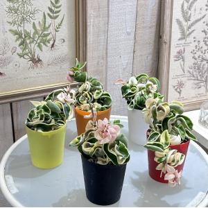 観葉植物 ホヤ(サクララン) コンパクタ 斑入...の詳細画像1