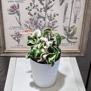 観葉植物 ホヤ(サクララン) コンパクタ 斑入...の詳細画像2