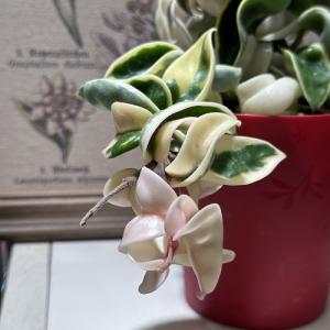 観葉植物 ホヤ(サクララン) コンパクタ 斑入...の詳細画像3