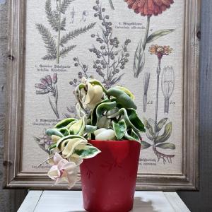 観葉植物 ホヤ(サクララン) コンパクタ 斑入...の詳細画像4