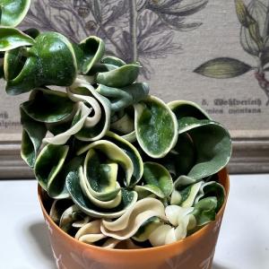 観葉植物 ホヤ(サクララン) コンパクタ 斑入...の詳細画像5